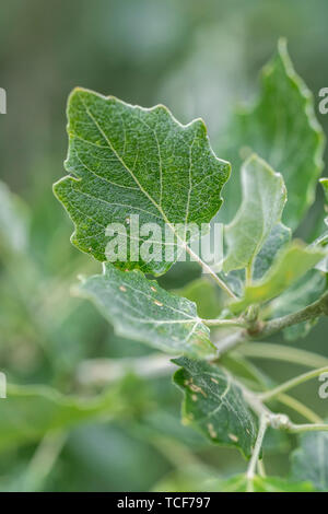 Frühe unreifen Blätter weiß Pappel/Populus Alba in einem etwas downy grau beschichtet Blatt Unterseiten, & dunkler grün Blatt topsides. Siehe Hinweise! Stockfoto