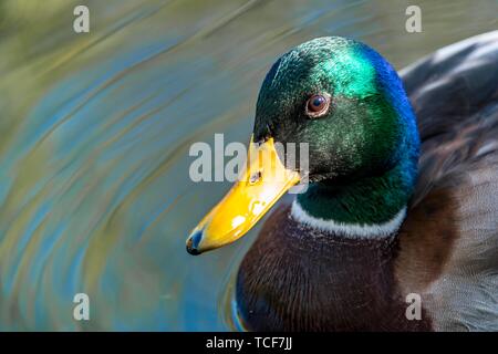 Männliche Stockente (Anas platyrhynchos) in Wasser, Tier Portrait, Alaksen National Wildlife Area, British Columbia, Kanada, Nordamerika Stockfoto