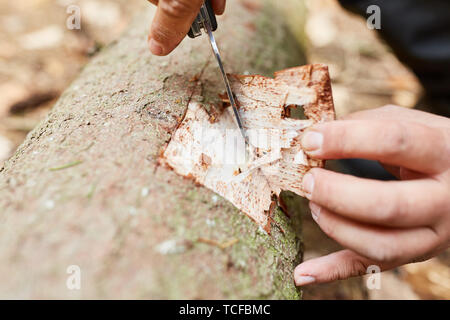 Forester schneidet Rinde des Baumes Qualität oder Schädlingsbefall zu prüfen. Stockfoto