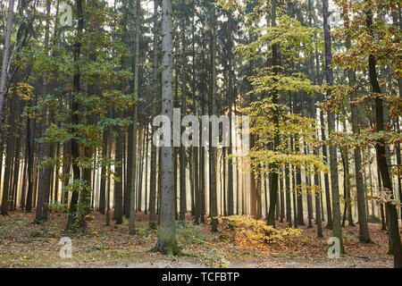 Wald im Herbst als Mischwald und Ökosystem mit Laubbäume und Nadelbäume Stockfoto