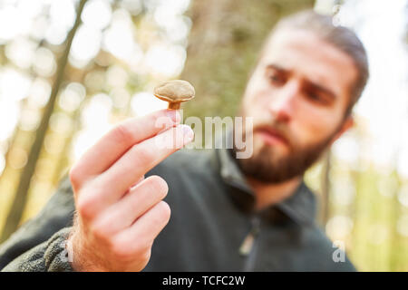 Förster hält einen Baum Pilz wie ein Wald von Schädlingen oder ein essbarer Pilz in seiner Hand. Stockfoto