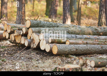 Baumstämme als lange Holz Stapel in die nachhaltige Holzernte im Wald Stockfoto