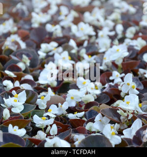 Weiß Begonia cucullata auch als Wachs Begonia und clubed Begonia bekannt. Feld mit kleinen weißen Blüten Garten Nahaufnahme Stockfoto