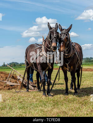 Mule team Ausruhen am Ende der Furche. 2019 Internationale Pflügen übereinstimmen. Berthusen Park, Lynden, Washington Stockfoto