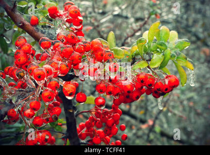 Filiale einer Bush mit hellen Beeren und grüne Blätter nach dem Einfrieren regen Stockfoto