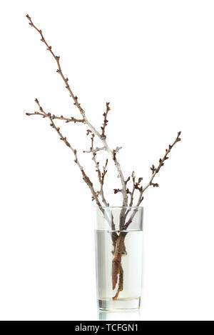 Schönes apricot Blüten in der Vase isoliert auf weißem Stockfoto