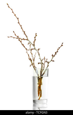 Schönes apricot Blüten in der Vase isoliert auf weißem Stockfoto