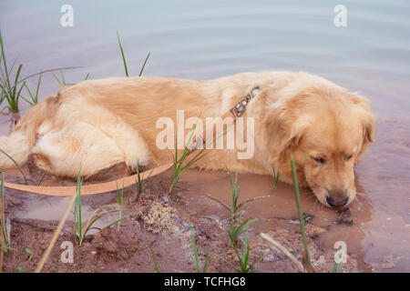 Golden Retriever Hund Tränken Wasser im See Stockfoto