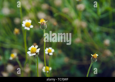 Coatbuttons, mexikanische Daisy, Tridax procumbens, Asteraceae, Wild Daisy auf unscharfen Hintergrund. Stockfoto