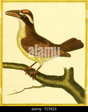 Eingravierte Zeichnung des Großen Kiskadee (Pitangus sulfuratus), aus dem Buch "Planches Enluminees Dhistoire naturelle" von Francois Nicolas, Louis Jean Marie Daubenton und Edme-Louis Daubenton, 1765. Mit freundlicher Genehmigung Internet Archive. () Stockfoto