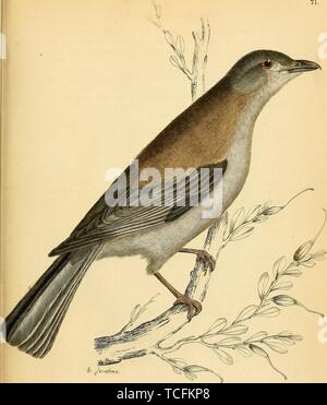 Eingravierte Zeichnung des Northern Mockingbird (Mimus polyglottos), der einzige Mockingbird in Nordamerika, 1826 gefunden. Mit freundlicher Genehmigung Internet Archive. () Stockfoto