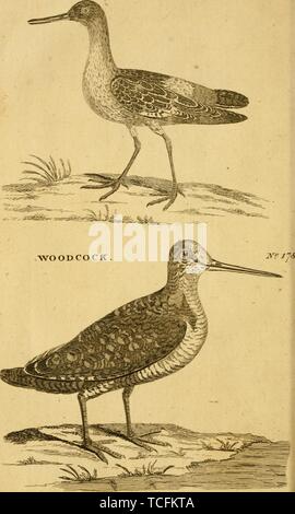 Eingravierte Zeichnung der Rotschenkel (Tringa totanus) und Eurasischen Waldschnepfe (Scolopax rusticola), aus dem Buch "Britische Zoologie" von Thomas Pennant, 1776. Mit freundlicher Genehmigung Internet Archive. () Stockfoto