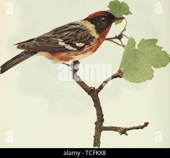 Eingravierte Zeichnung der Bay-breasted Warbler (Setophaga castanea), aus dem Buch "Vögel und Natur" von Charles C. Marmor und William Kerr Higley, 1896. Mit freundlicher Genehmigung Internet Archive. () Stockfoto