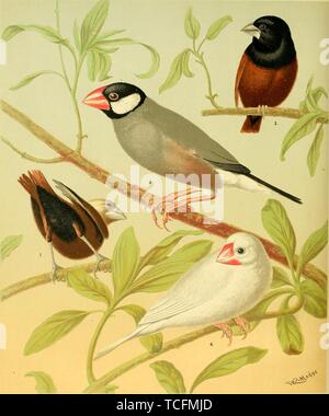 Eingravierte Zeichnungen der Kanaren, White-headed Finch, Black-headed Finch, Java Sparrow, und weiß Java Sparrow, aus dem Buch "Das illustrierte Buch der Kanaren und Cage - Vögel" durch Swaysland Blakston und August Wiener, 1878. Mit freundlicher Genehmigung Internet Archive. () Stockfoto