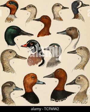 Eingravierte Zeichnungen der Ente Köpfe, Green-winged Teal (Anas carolinensis), Blue-winged Teal (Spachtel discors), Cinnamon Teal (Spachtel cyanoptera), Northern Shoveler (Spatula clypeata), Northern Pintail (Anas acuta), Holz Ente (Aix sponsa), Rotschopf (Aythya americana) und (Aythya valisineria Canvasback), aus dem Buch "Die Vögel des östlichen Nordamerika" von Charles Barney Cory, 1899. Mit freundlicher Genehmigung Internet Archive. () Stockfoto