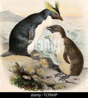 Eingravierte Zeichnung des Südlichen Rockhopper Penguin Group (Eudyptes chrysocome), aus dem Buch "Die Reise von Christopher S, 1881. Challenger" von Charles Wyville Thomson. Mit freundlicher Genehmigung Internet Archive. () Stockfoto