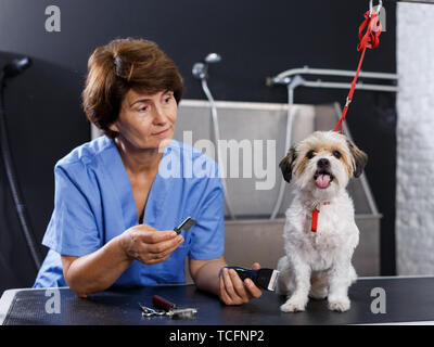 Portrait von süßen bichon Havaneser während Hair Care Behandlung in professionellen Pet Grooming Salon Stockfoto