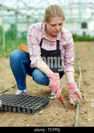 Junge weibliche Gärtner in Schürze und Handschuhen Pflanzen grün Sämlinge im Treibhaus. Stockfoto