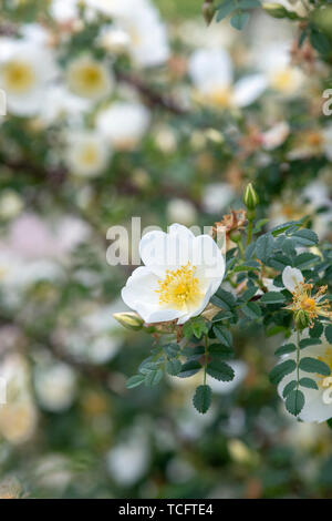 Rosa spinosissima unwich 'Rose'. Wild Rose Stockfoto