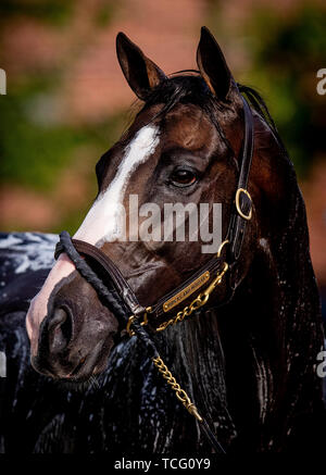 Elmont, New York, USA. 7. Juni 2019. Juni 06: Ziegel und Mörtel an der Belmont Park in Elmont, New York am Juni 06, 2019. Evers/Eclipse Sportswire/CSM/Alamy leben Nachrichten Stockfoto