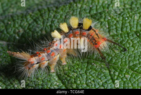 Sieversdorf, Deutschland. 08 Juni, 2019. Eine Raupe Der schlehe brushspinner kriecht über einen Salbei Pflanze. Die Raupen sind auffällig gefärbt und behaart. Foto: Patrick Pleul/dpa-Zentralbild/ZB/dpa/Alamy leben Nachrichten Stockfoto