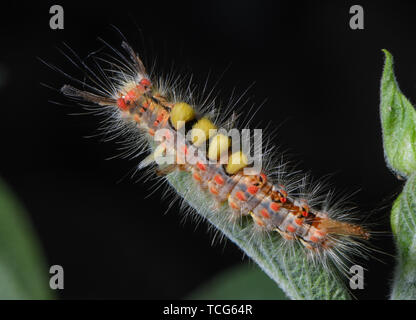 Sieversdorf, Deutschland. 08 Juni, 2019. Eine Raupe Der schlehe brushspinner kriecht über einen Salbei Pflanze. Die Raupen sind etwa 30 Millimeter lang und sind auffällig gefärbten und behaart. Foto: Patrick Pleul/dpa-Zentralbild/dpa/Alamy leben Nachrichten Stockfoto