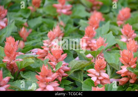 Rote Blumen Salvia splendens Wärme liebenden Pflanzen. Jährliche Werk der Schönen roten Blumen im Garten Beet Stockfoto