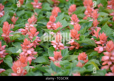 Rote Blumen Salvia splendens Wärme liebenden Pflanzen. Jährliche Werk der Schönen roten Blumen im Garten Beet Stockfoto