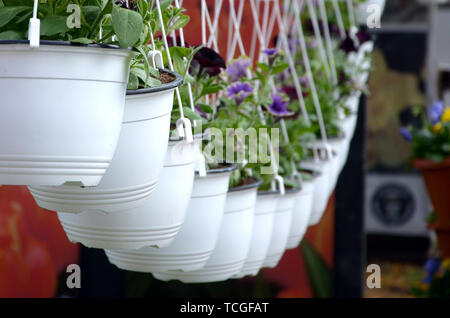 Stiefmütterchen Blüten in hängenden Töpfe im Store, Frühling Hintergrund. Vielen weißen Töpfe mit gemischten Stiefmütterchen Stockfoto