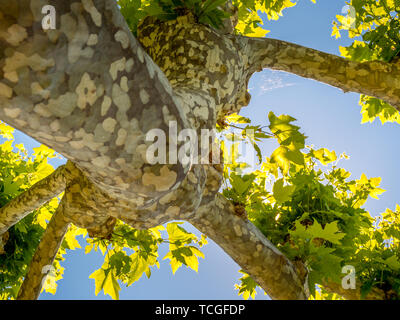 Bild von Unten nach Oben Blick entlang ein großer Baum Stockfoto