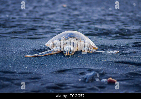 Grüne Schildkröte in der Dämmerung auf schwarzen Sands Beach auf Big Island von Hawaii Stockfoto