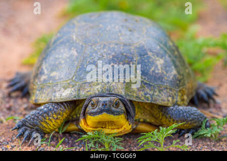 Blanding Turtle's an Crex wiesen Naturschutzgebiet Stockfoto