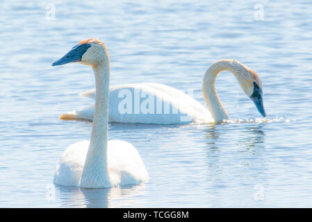 Ein Paar von trumpeter Schwäne - im Frühjahr Migrationen an der Crex wiesen Wildnis Gegend im nördlichen Wisconsin genommen Stockfoto