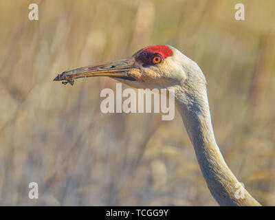 Extreme Nahaufnahme von Sandhill Crane Kopf mit ziemlich verschwommen Bokeh im Hintergrund - Schmutz auf Schnabel - im Frühjahr im Crex wiesen Wildlife Area Stockfoto