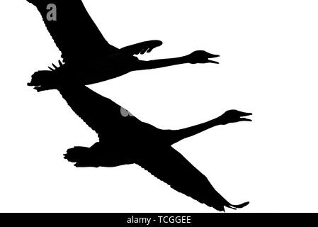 Silhouette von ein paar Trompeter Schwäne im Flug in der Crex wiesen Wildnis Gegend im nördlichen Wisconsin genommen Stockfoto