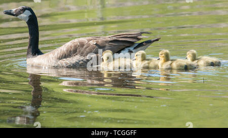 Kanada Gänse Eltern und Küken in einem Feuchtgebiet Wildlife Area in Minnesota im Frühjahr Stockfoto