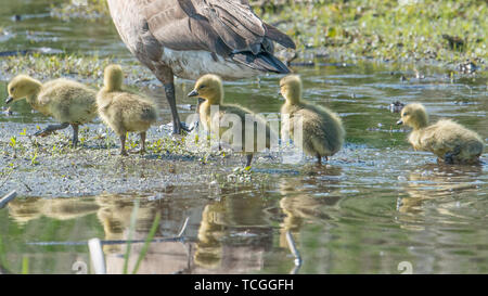 Kanada Gänse Eltern und Küken in einem Feuchtgebiet Wildlife Area in Minnesota im Frühjahr Stockfoto