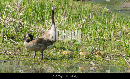 Kanada Gänse Eltern und Küken in einem Feuchtgebiet Wildlife Area in Minnesota im Frühjahr Stockfoto