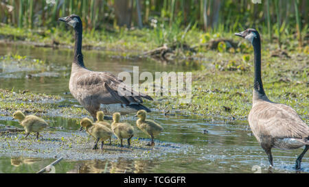 Kanada Gänse Eltern und Küken in einem Feuchtgebiet Wildlife Area in Minnesota im Frühjahr Stockfoto