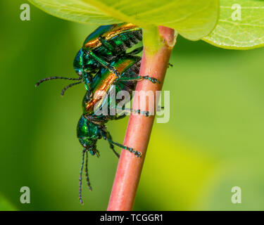 Japanische Käfer Paaren auf einer wildflower Pflanze Stammzellen Stockfoto