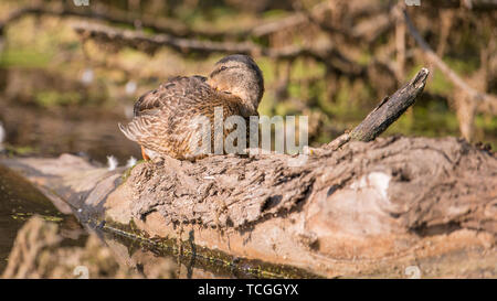 Stockente ruht auf einem gefallenen log/Baumstamm in einem Feuchtgebiet aus den Minnesota River auf einer sonnigen Herbst/Herbst Tag Stockfoto