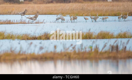 Kanadakraniche Rastplätze im Herbst Migration bei Sonnenuntergang in der Crex wiesen Wildnis Gegend im nördlichen Wisconsin Stockfoto