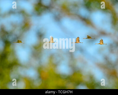 Gruppe von kanadakranichen im Flug mit Defokussierten tree/Blätter im Vordergrund - in der Crex wiesen Wildnis Gegend im nördlichen Wisconsin genommen Stockfoto