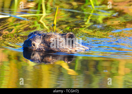 Biber in einem Feuchtgebiet bei Sonnenuntergang an einem sonnigen Herbst Tag im Crex wiesen Wildnis Gegend im nördlichen Wisconsin Stockfoto