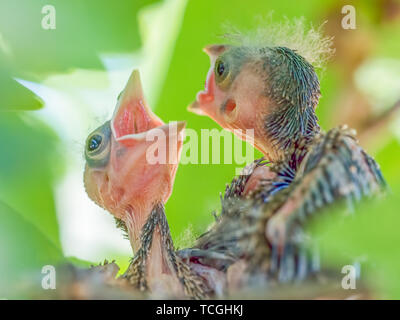 Red-eyed vireo Küken rufen/Schreien zu erhalten Eltern ihnen etwas Essen in ihrem Nest zu holen - in Theodore Wirth Park in Minneapolis, Minnesota genommen Stockfoto