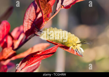 Gebänderte tussock Motte Caterpillar closeup mit Detail auf Roten blätterte Anlage Stockfoto