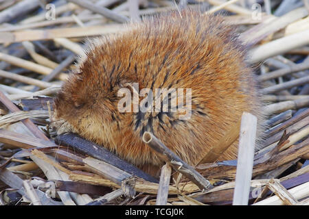 Bisamratte zusammengerollt in einem Ball schlafen auf Herbst Schilf in Minnesota Valley National Wildlife Refuge Stockfoto