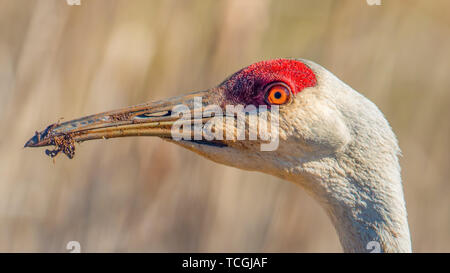 Extreme Nahaufnahme von Sandhill Crane Kopf mit ziemlich verschwommen Bokeh im Hintergrund - Schmutz auf Schnabel - im Frühjahr im Crex wiesen Wildlife Area Stockfoto