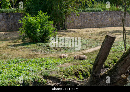 Zwei Wasserschweine auf einem Pfad close-up Stockfoto