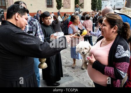 Eine römisch-katholische Priester segnet versammelt Haustiere und die Besitzer der Tiere während der jährlichen Segnung der Tiere am Fest des San Antonio Abad an Oratorio de San Felipe Neri Kirche im historischen Zentrum von San Miguel de Allende, Guanajuato, Mexiko. Stockfoto